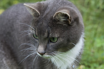 Image showing grey cat