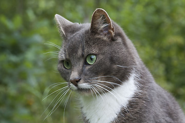 Image showing grey cat