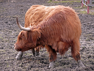 Image showing Crazy Cow