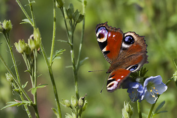 Image showing peacock butterfly