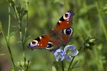 Image showing peacock butterfly