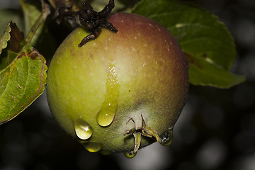 Image showing drops on apple