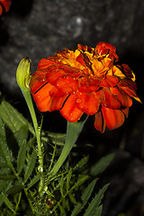 Image showing african marigold