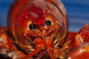 Image showing crayfish