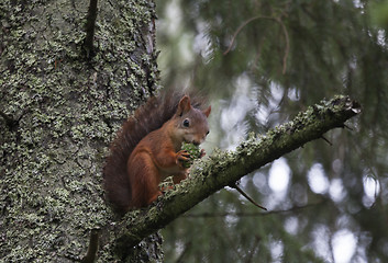 Image showing squirrel in a tree