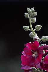 Image showing common hollyhock