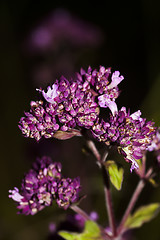 Image showing mentha