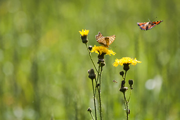 Image showing butterfly and yellow flowers