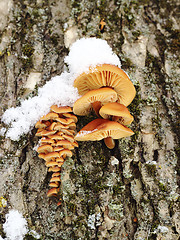 Image showing Mushrooms growing on a tree