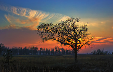 Image showing Alone Oak at sunset