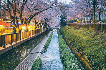 Image showing cherry blossoms sakura