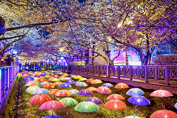 Image showing cherry blossoms at night, busan city in south korea