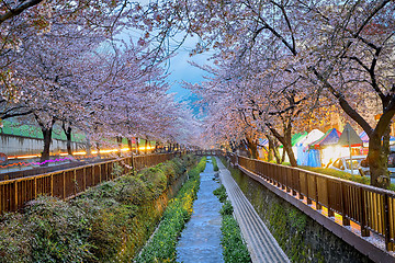 Image showing cherry blossoms sakura