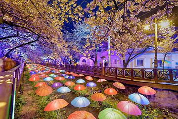 Image showing cherry blossoms at night, busan city in south korea