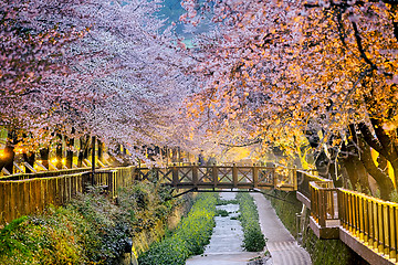 Image showing cherry blossoms sakura