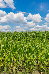 Image showing Green corn field