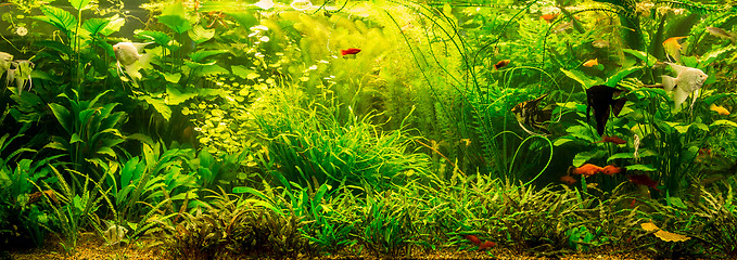 Image showing Ttropical freshwater aquarium with fishes