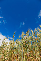 Image showing A wheat field, fresh crop of wheat