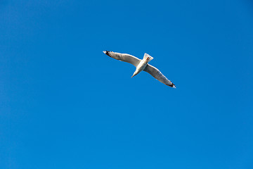 Image showing Gull against the sky