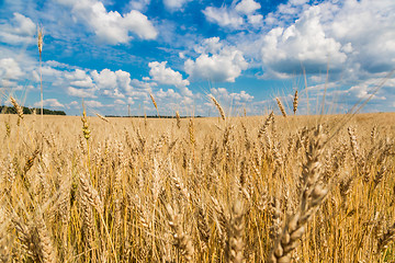 Image showing A wheat field, fresh crop of wheat