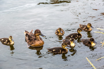 Image showing Mother Duck with new born ducklings
