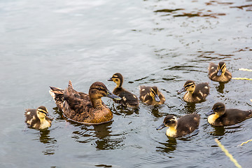 Image showing Mother Duck with new born ducklings