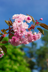 Image showing Beautiful Cherry blossom , pink sakura flower