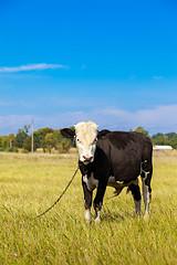 Image showing Cow