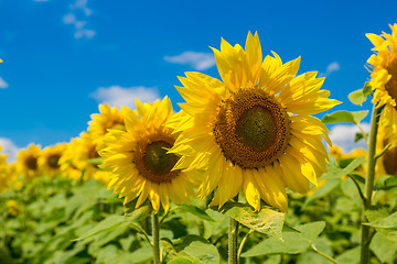 Image showing sun flowers field in Ukraine sunflowers