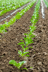 Image showing Cabbage field