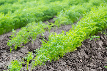 Image showing Carrots growing on a field in summer