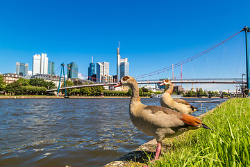 Image showing Financial district in Frankfurt