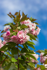 Image showing Beautiful Cherry blossom , pink sakura flower