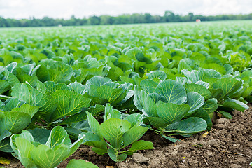 Image showing Cabbage field