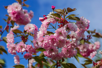 Image showing Beautiful Cherry blossom , pink sakura flower