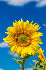 Image showing sun flowers field in Ukraine sunflowers