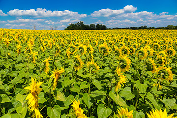 Image showing sun flowers field in Ukraine sunflowers