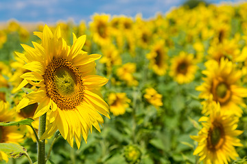 Image showing sun flowers field in Ukraine sunflowers