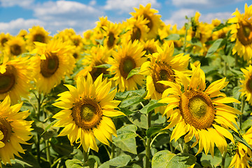 Image showing sun flowers field in Ukraine sunflowers