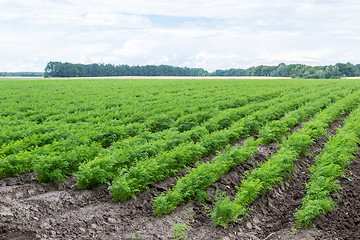 Image showing Carrots growing on a field in summer