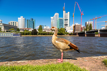 Image showing Financial district in Frankfurt