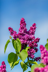 Image showing purple lilac bush blooming in May day. City park