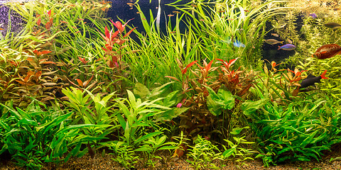 Image showing Ttropical freshwater aquarium with fishes