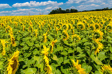 Image showing sun flowers field in Ukraine sunflowers