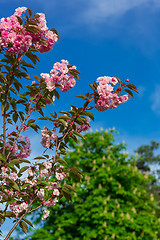 Image showing Beautiful Cherry blossom , pink sakura flower