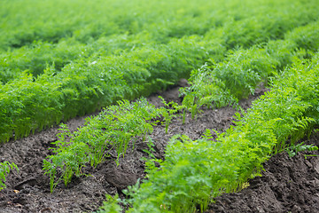 Image showing Carrots growing on a field in summer