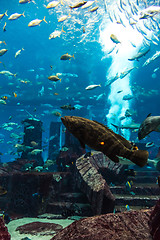 Image showing Aquarium tropical fish on a coral reef