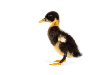 Image showing The black small duckling