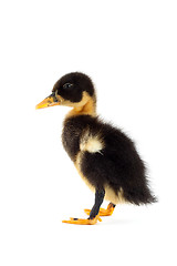 Image showing The black small duckling