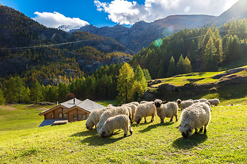 Image showing Valais blacknose sheep in  Alps